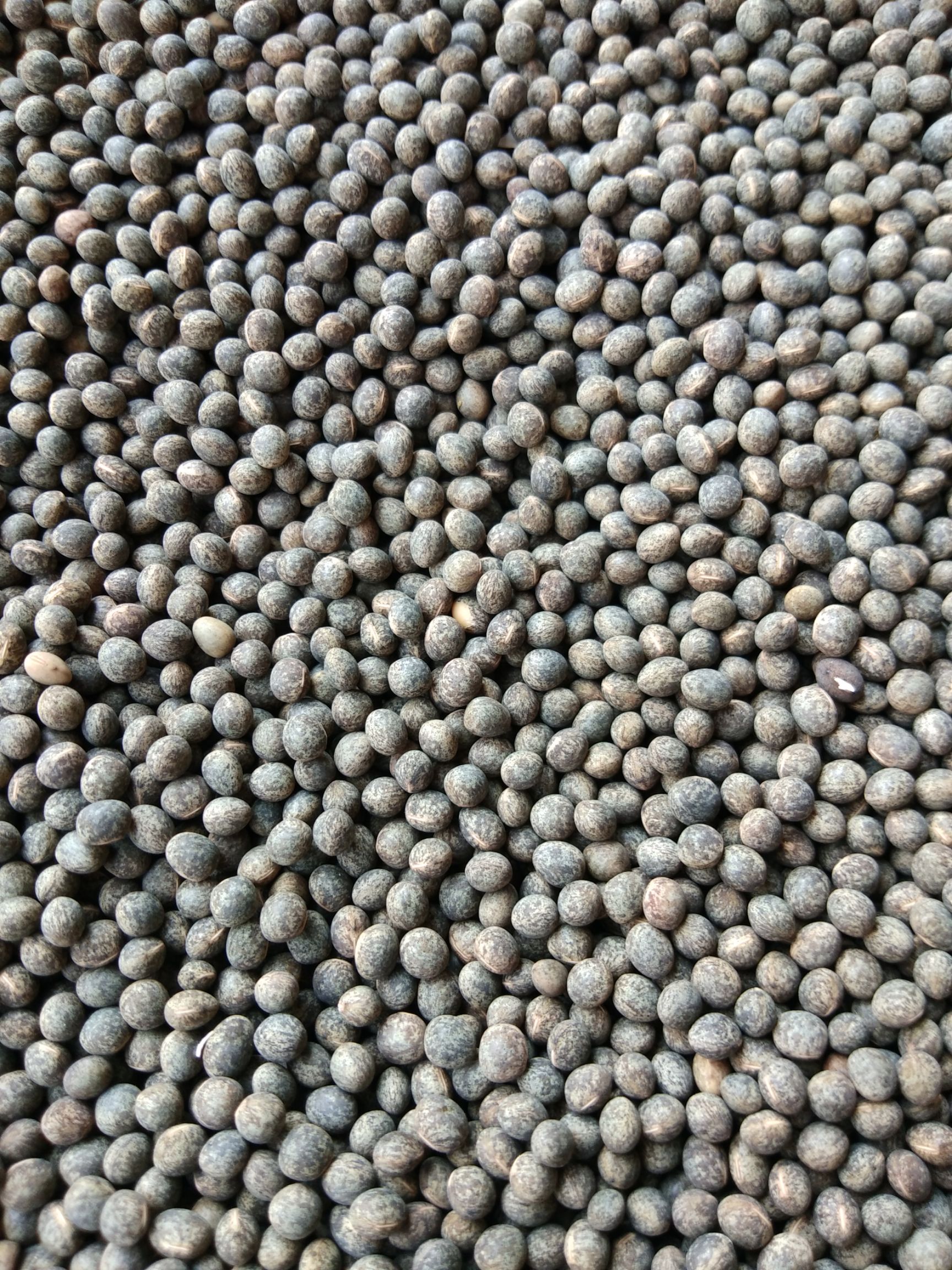黑豌豆，量大价格优惠，代办火车运输，