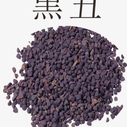 莒县牵牛子  黑丑，喇叭花种子，产地直销