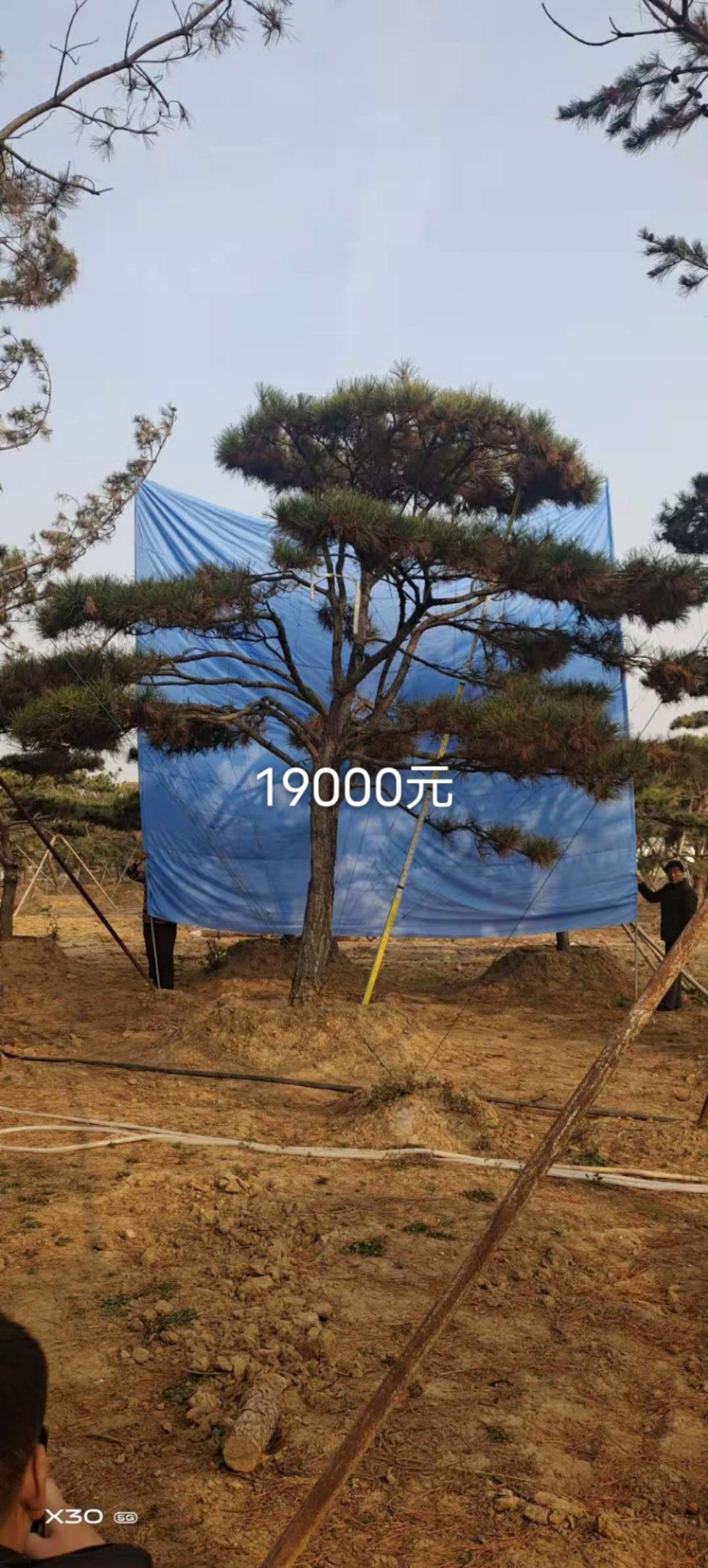 五针松  自家苗圃，大量现货供应，规格齐全，树型优美，价格便宜！