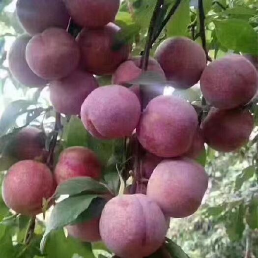 连城县特大芙蓉李