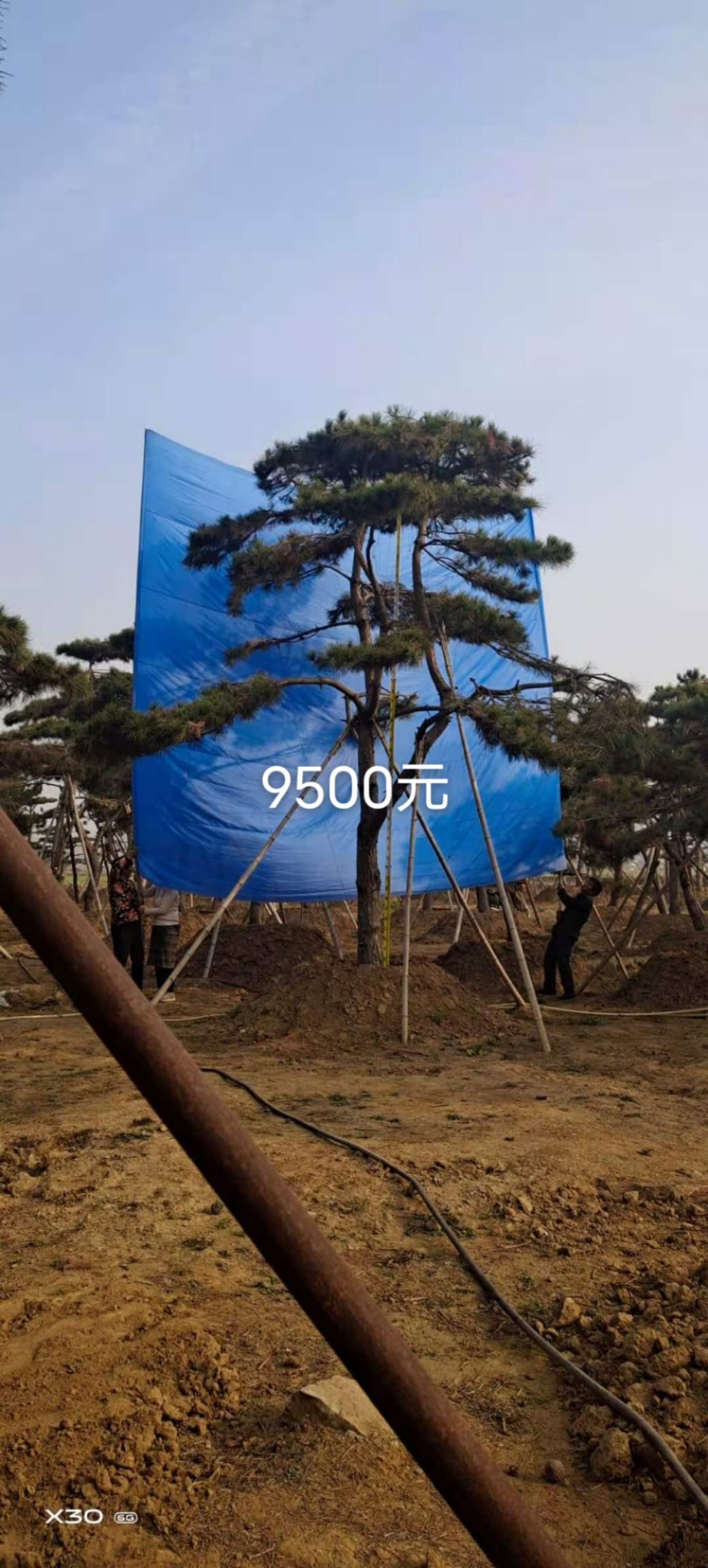 五针松  自家苗圃，大量现货供应，规格齐全，树型优美，价格便宜！