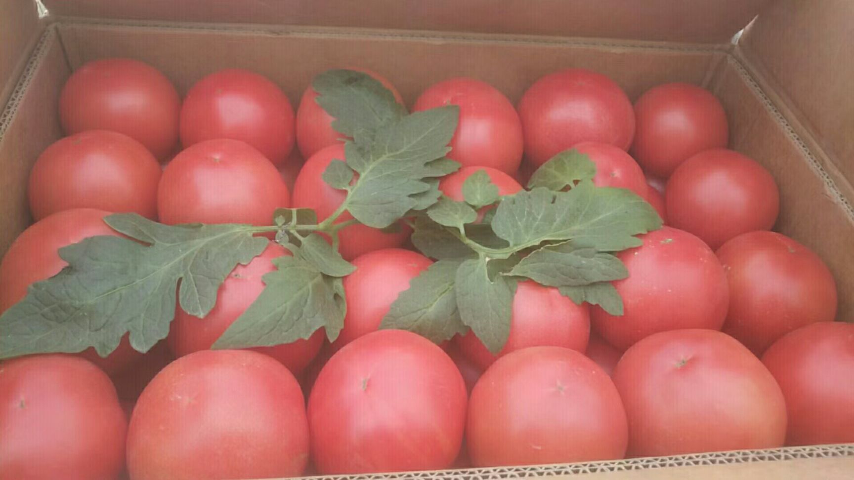 饶阳县硬粉西红柿  河北饶阳，温室西红柿个均匀，颜色鲜红，口感沙甜