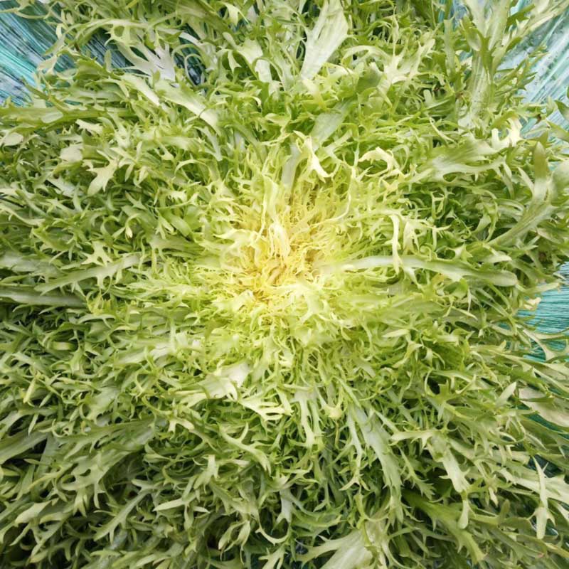 黄心苦苣种子  细叶苦菊种子 碎叶 芽率高四季特菜火锅菜