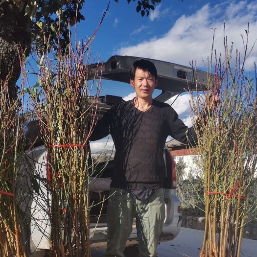玉龙县丽江雪桃苗，国庆节成熟，果子大，口感好。