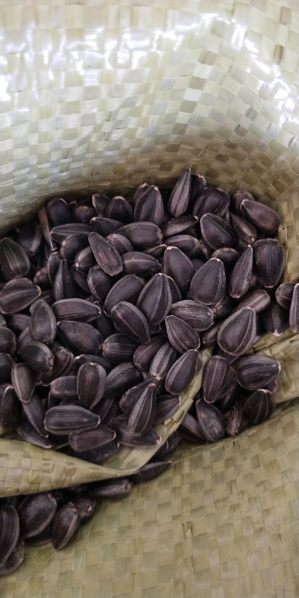 黑油葵，奥33，榨油，炒货专用，