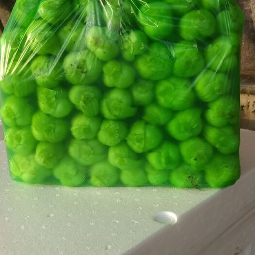 沈阳华冠青梗菜 唐菜大头常年代收油菜，大颗小颗都有