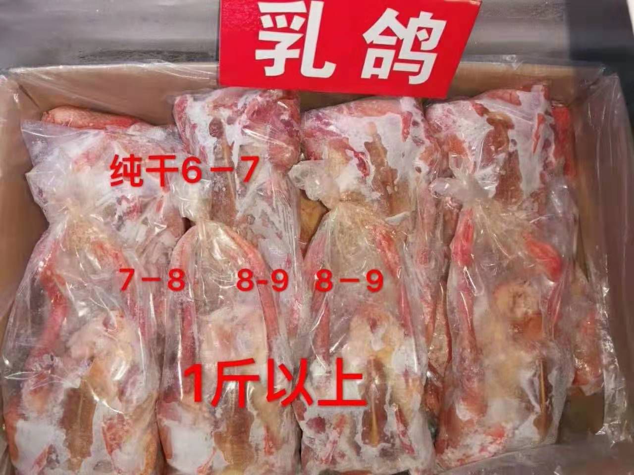 白羽王鸽肉 冷冻