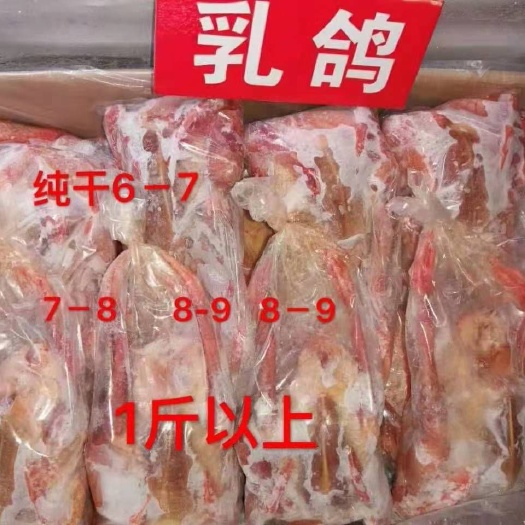 定远县白羽王鸽肉 冷冻