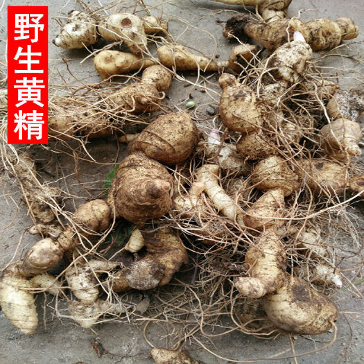 靖州县姜形黄精  黄精新鲜黄精老虎姜 滋补品泡酒黄精。