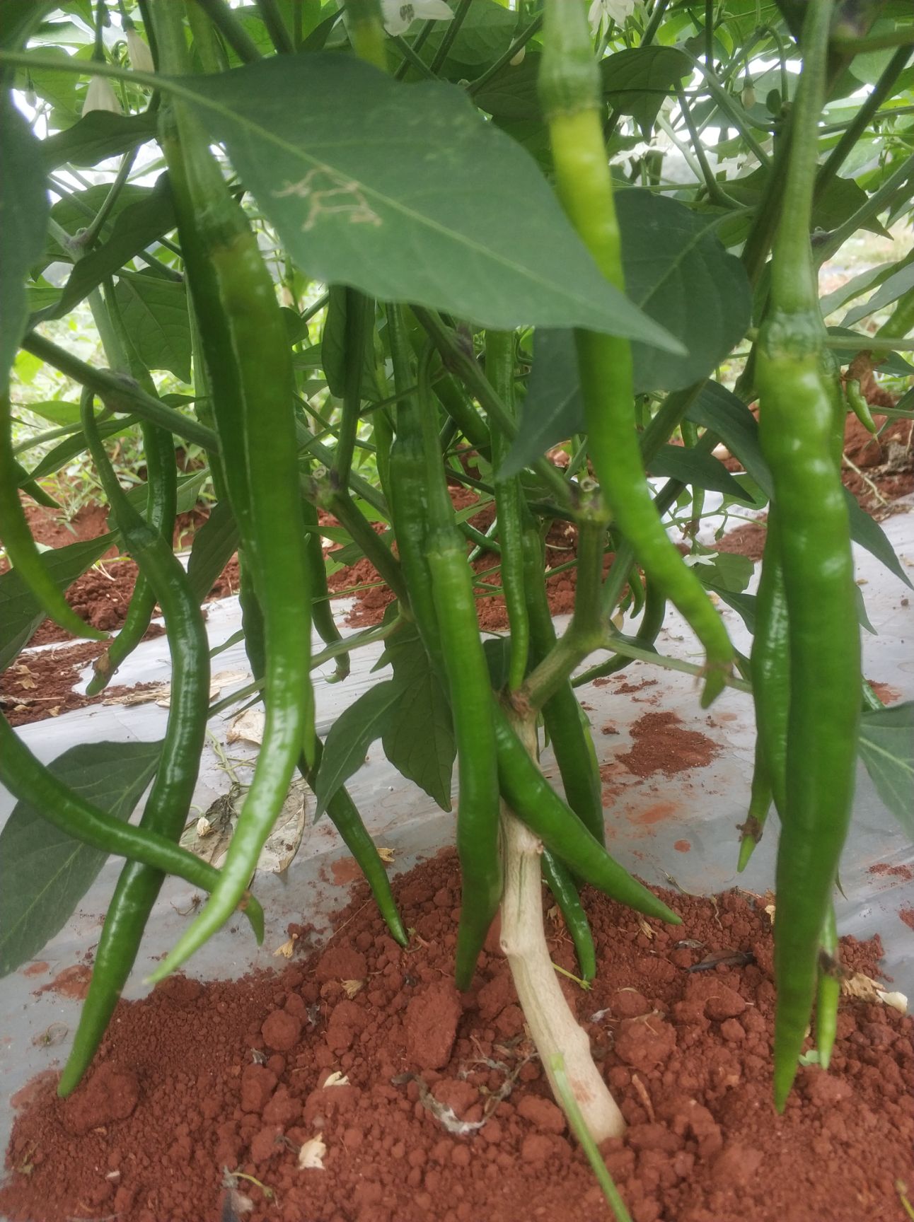 二荆条  海南辣椒 精品线椒 三味椒 二号线三号线八号线产地