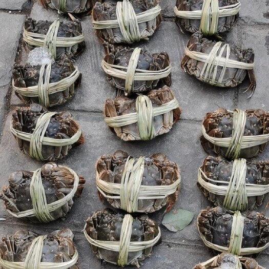 泗洪县生态大闸蟹 大闸蟹