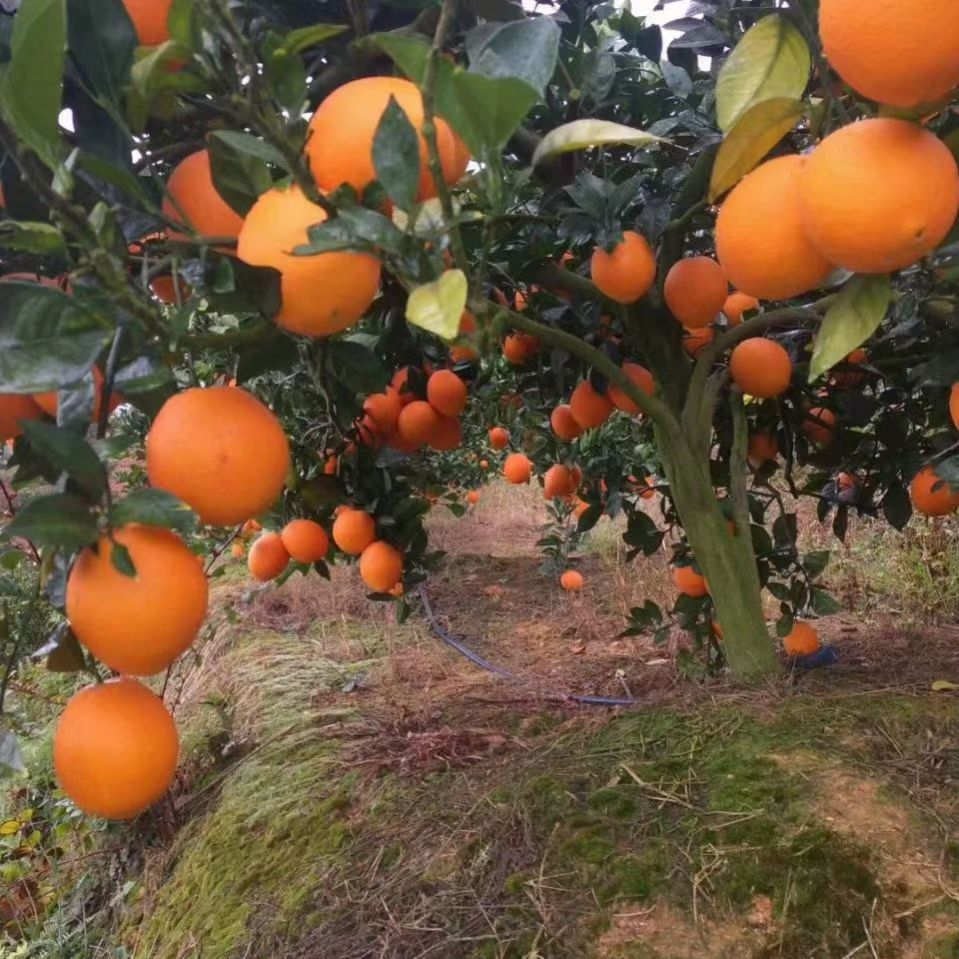 赣南脐橙，味甜多汁，美味正当时