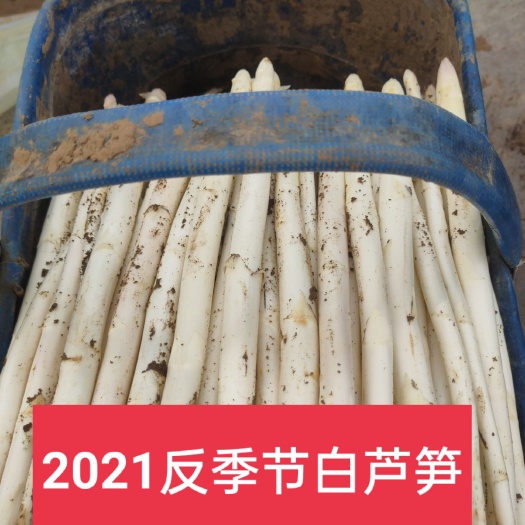 潍坊2022杞郡白芦笋，反季节上市，现货供用，农户直接发货。