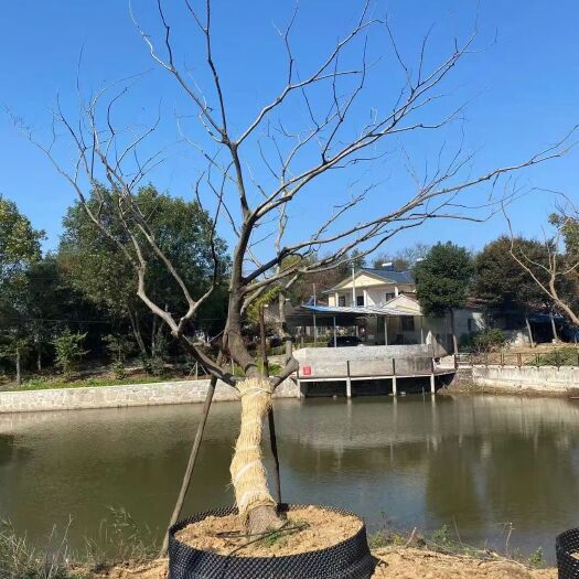 句容市造型朴树 