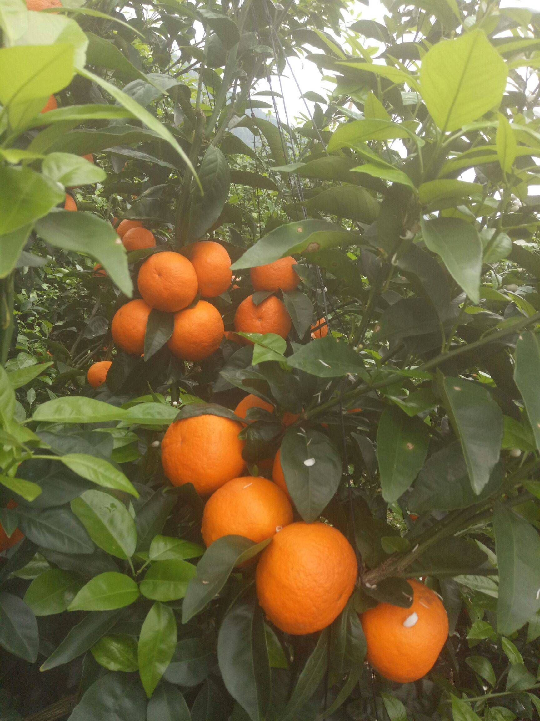 广西南宁市宾阳县沃柑大量有货1.5∽2元