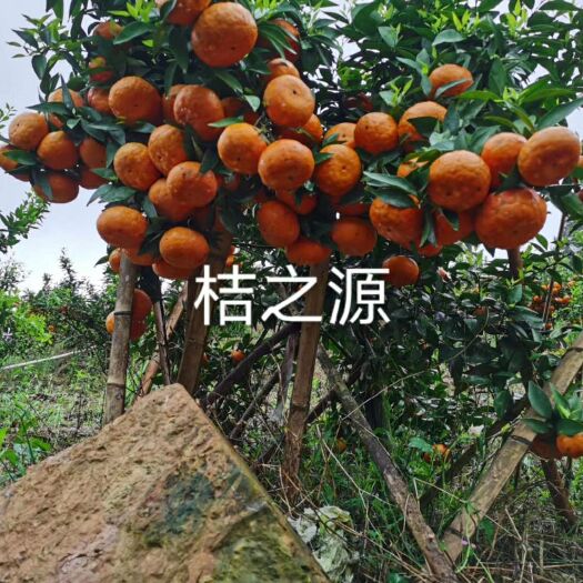 武宣县 柑橘苗 武鲜柑苗 沃柑苗
