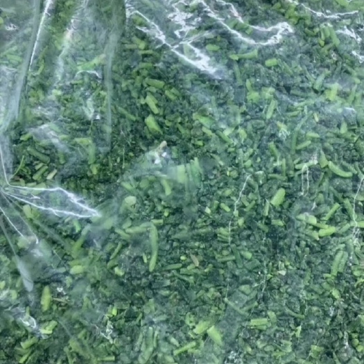 虞城县荠菜  包饺子，包馄饨，做春卷，都会让您味蕾蓓开。来电定购有优惠哦。
