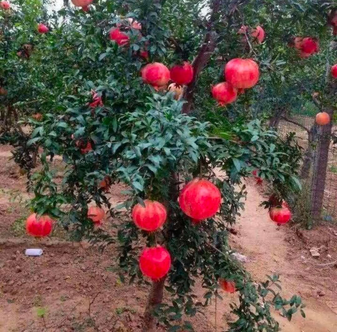 果石榴 嫁接苗 