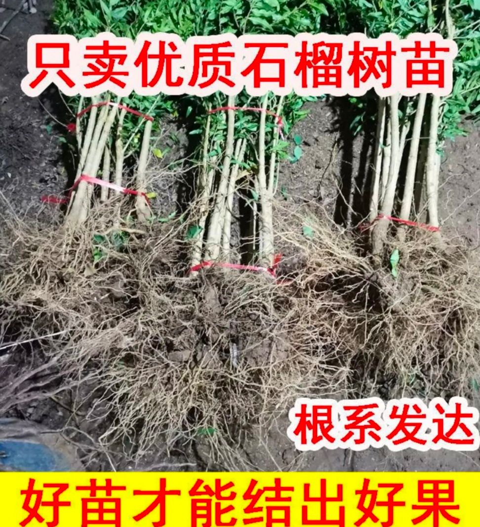 果石榴 嫁接苗 