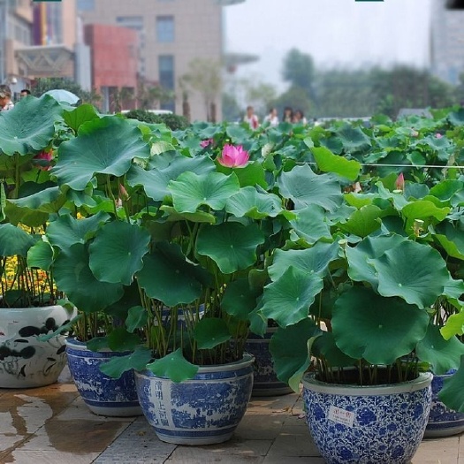 荷花盆栽四季水养植物大小型观赏食用荷花种藕苗池塘水生植物莲花