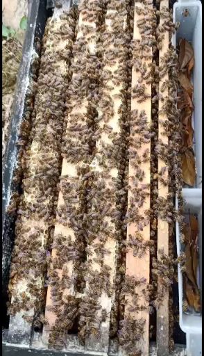 蜜蜂  质量取胜！养蜂合作社中蜂养殖技术支持，标准48.