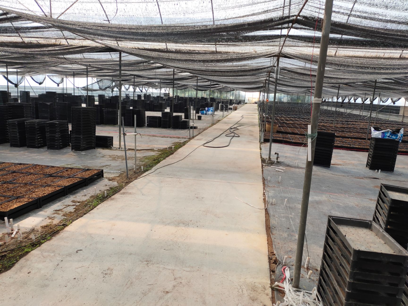 棕榈树  蒲葵种苗棕榈科园林绿化树庭院观叶绿植