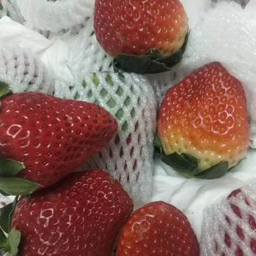  宁夏奶油草莓 支持一件代发 五斤起步包邮 拼多多电商，欢迎