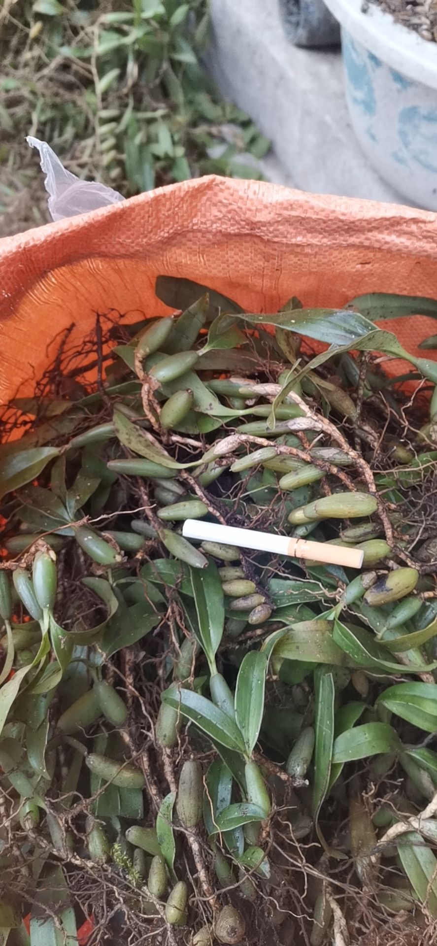 石橄榄  新鲜石仙桃靓货煲汤中药材《双叶中果》批发产地直供包