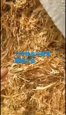 叶县小麦秸秆  小麦草 小麦草秸秆