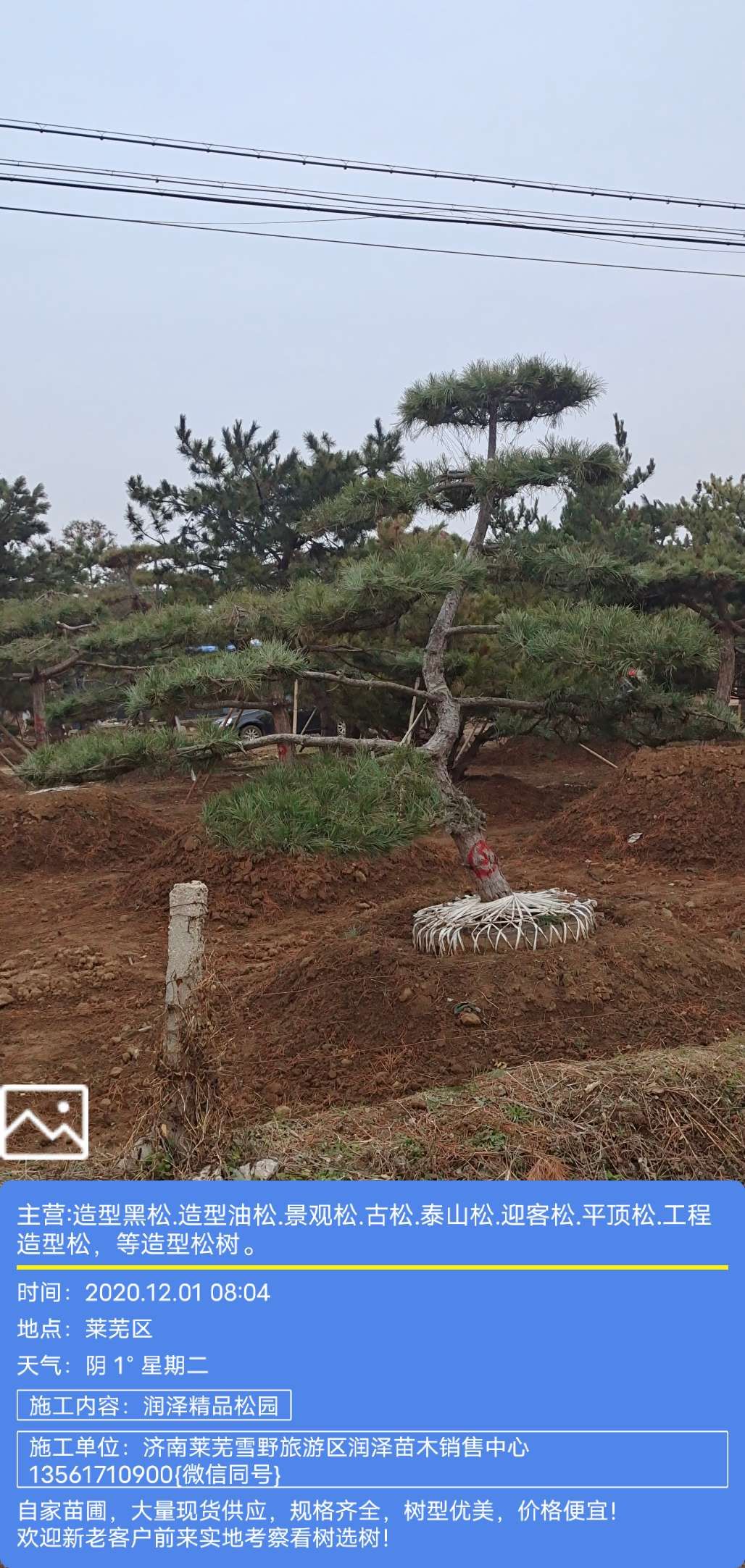 造型油松  自家苗圃，大量现货供应，规格齐全，树型优美，价格便宜！