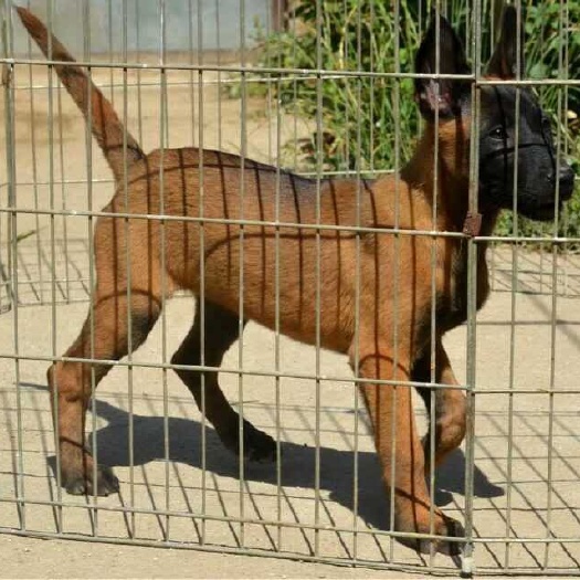 济南马犬  大量出售批发