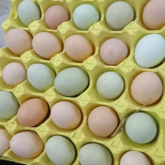 文昌市土鸡蛋 绿壳蛋，文昌鸡蛋，山鸡蛋