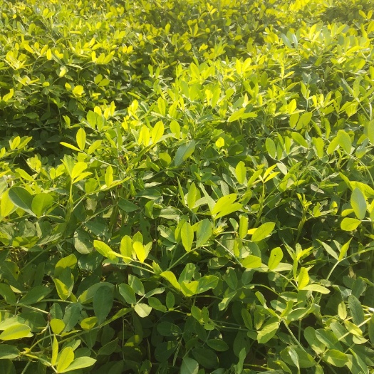 内黄县冀花4号花生种子 高油酸小花生种子，产量高成熟早