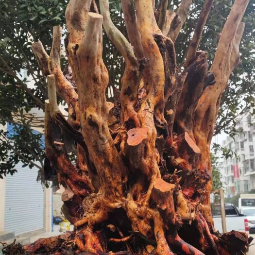 安顺 映山红桩     各种规格批发出售