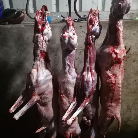 菏泽白条羊  带皮。腿毛。香肉。肠肚