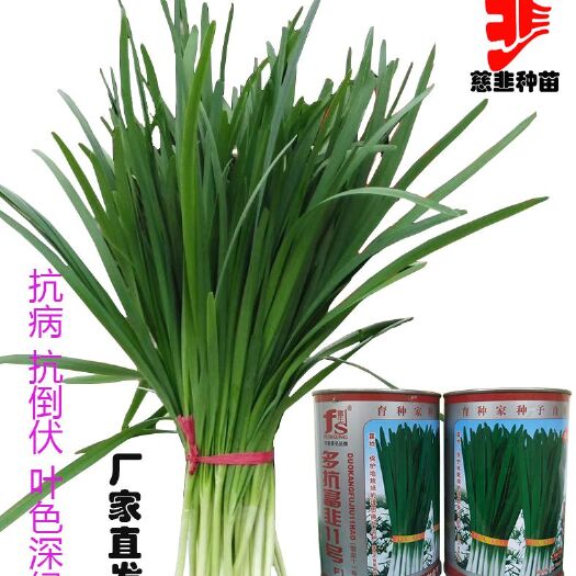 扶沟县韭菜种子  多抗富韭11号 叶宽 叶色深绿 抗倒伏 粗纤维含量少 抗老化