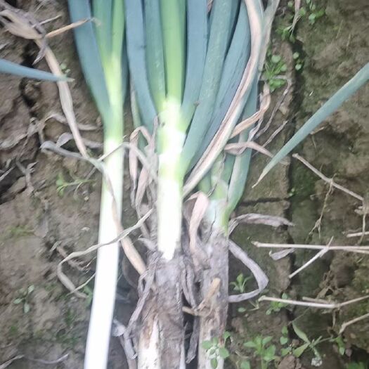 新野县日本钢葱 毛葱 