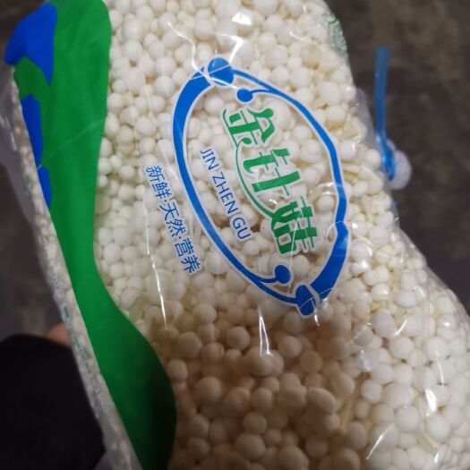 白金针菇 鲜金针菇 未开伞