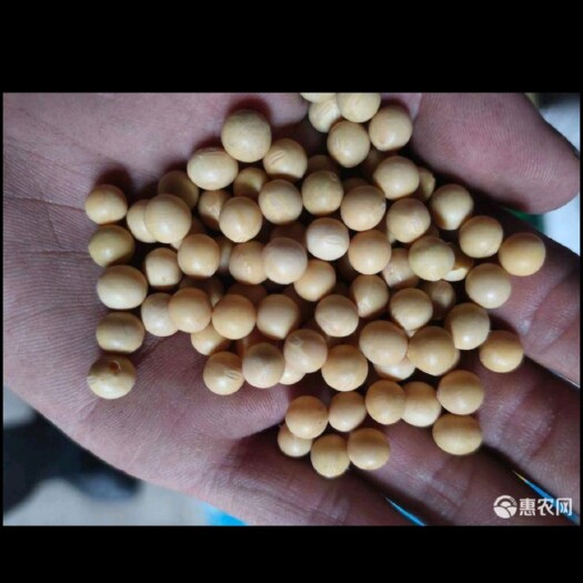 克山县黑龙江大豆  蛋白质40.3