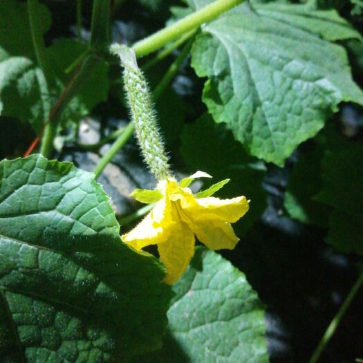 沂南县水果黄瓜 25~35cm 