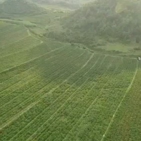 富源县魔芋种子  1500亩种植基地直售，魔芋一、二代，10–200g。