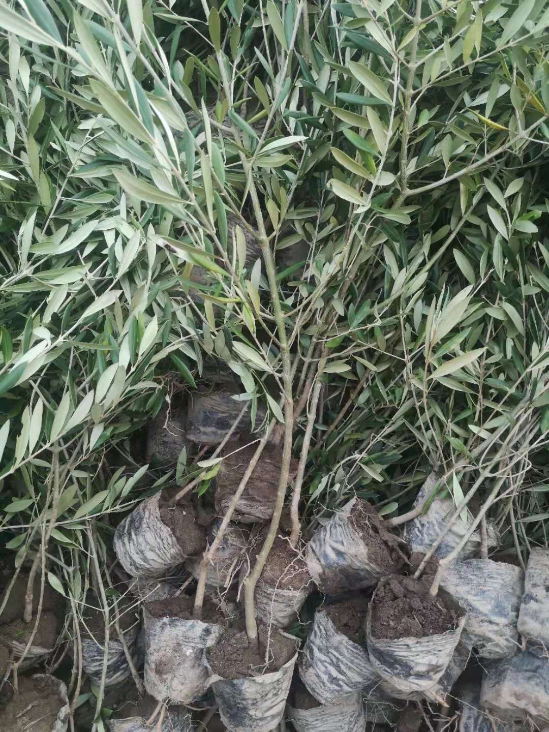油橄榄苗  陇南     产地直销   量大从优