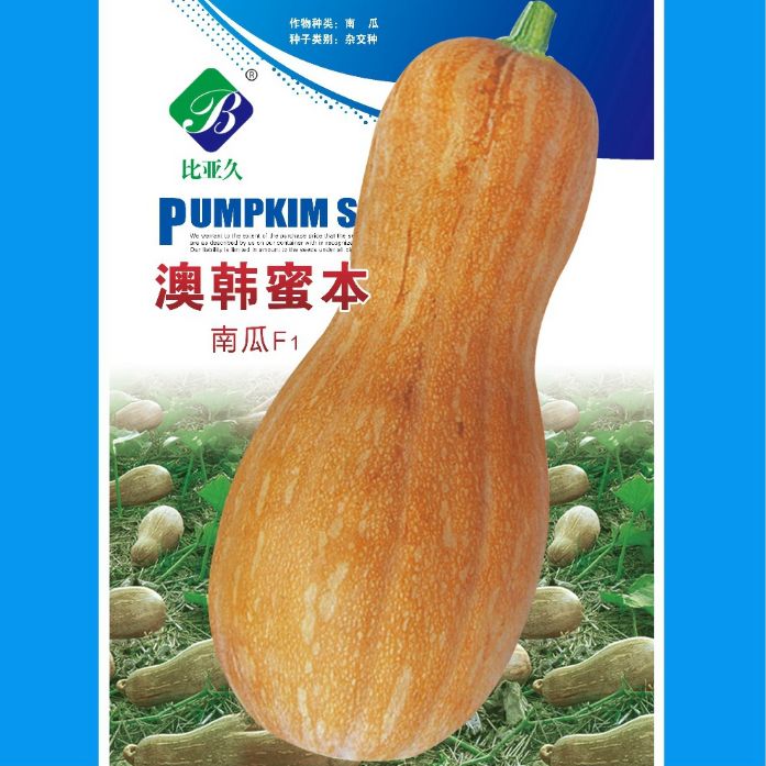 宜昌澳韩蜜本南瓜种子 肉厚味甜口感清香耐热耐寒耐湿早熟抗病圆筒形