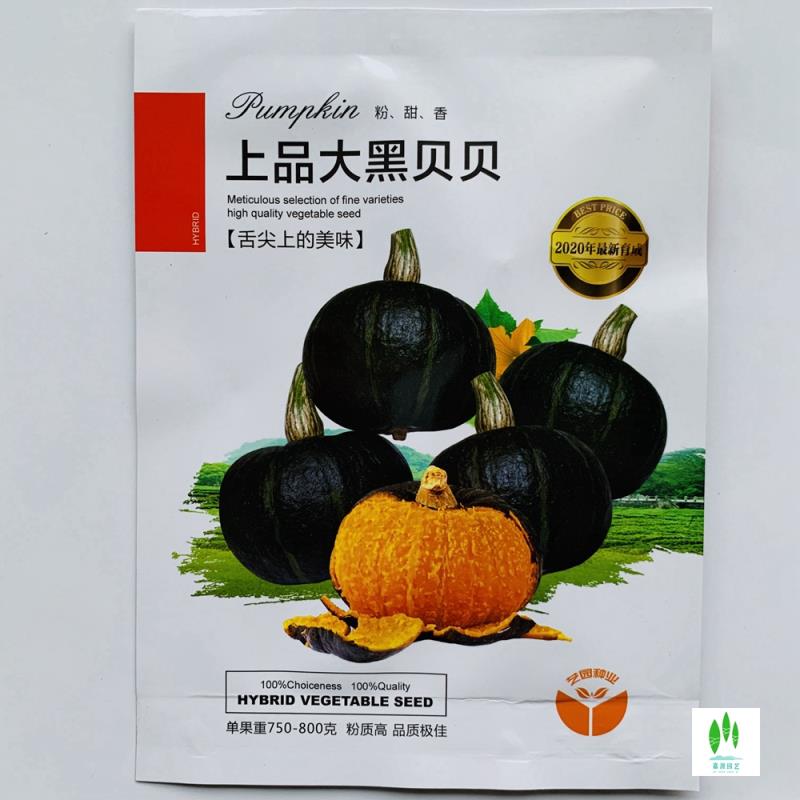 沭阳县迷你小南瓜种子 板栗绿贝贝小奶油香芋甜巨型南瓜砍瓜种籽特大四