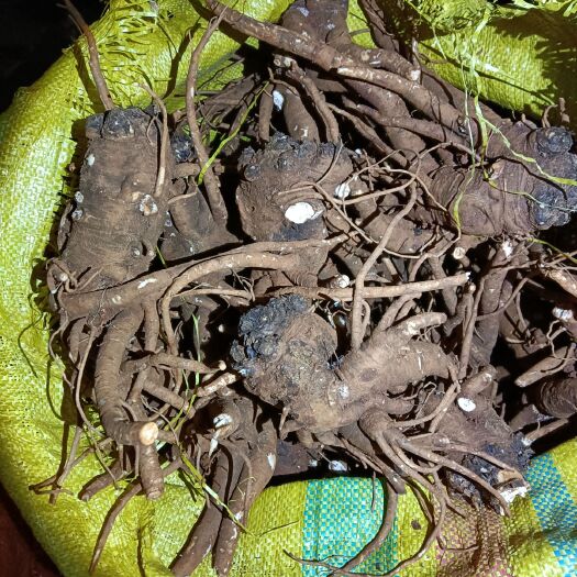 文山市鲜当归 有需要归归的老板联系我云南当归补气血虚的药