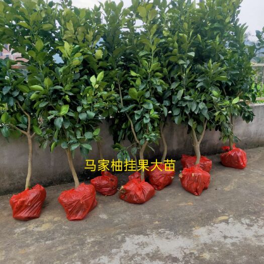 上饶马家柚苗  正宗红心