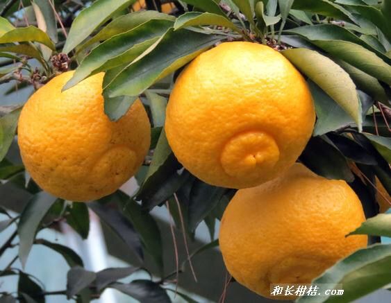 春香中含量丰厚的维生素C、P，能增加机体抵御力。