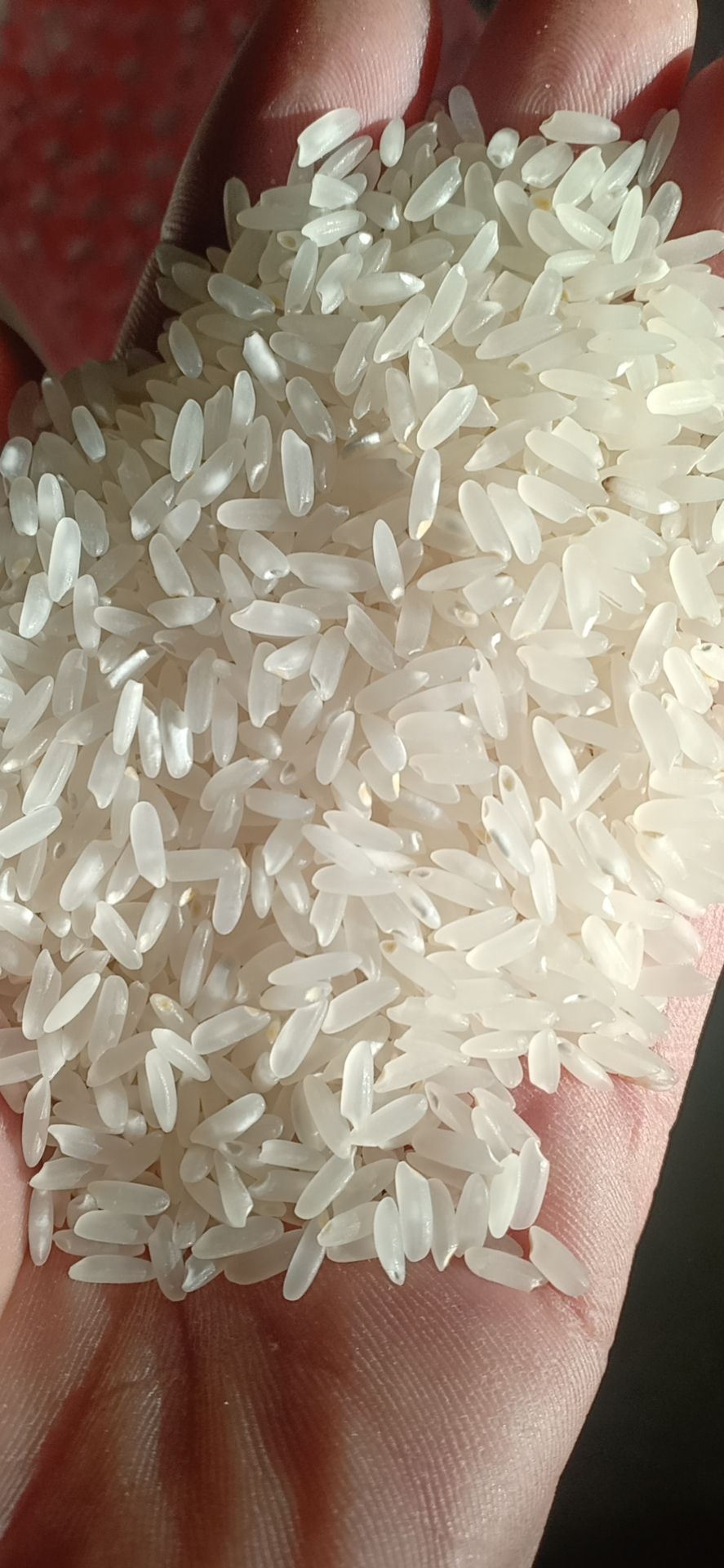 龙阳16大米 新米，三遍色选
