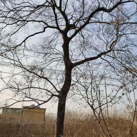 新沂市 造型朴树，绿化风景树，各种尺寸都可以，老板需求找