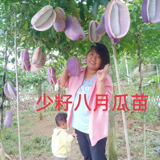 古丈县八月瓜苗  ，紫果，皮薄，肉多籽少，（48小时内基地直发）